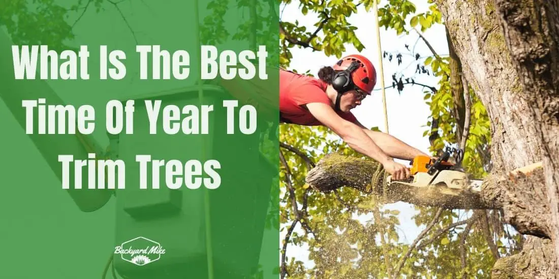 What Is The Best Time Of Year To Trim Trees