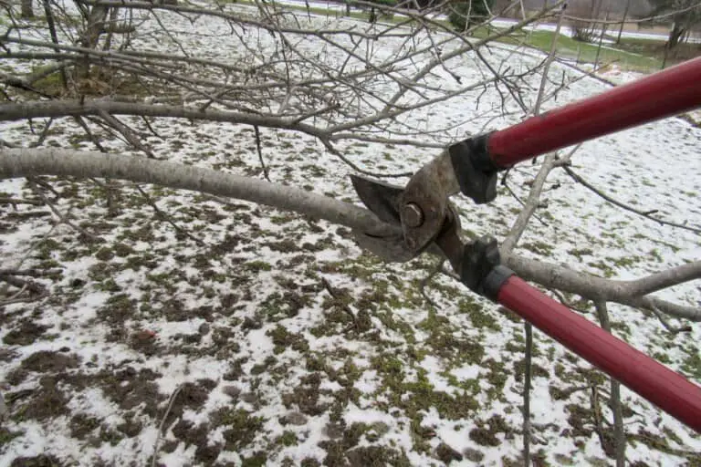 What Is The Best Time Of Year To Trim Trees Never Cut Your Trees At   Tree Trimming 768x512 